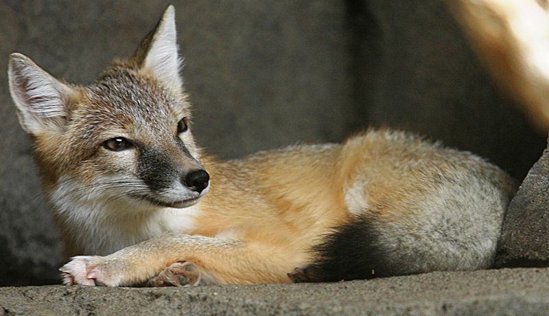 图片说明：草原狐，来自“维击百科”